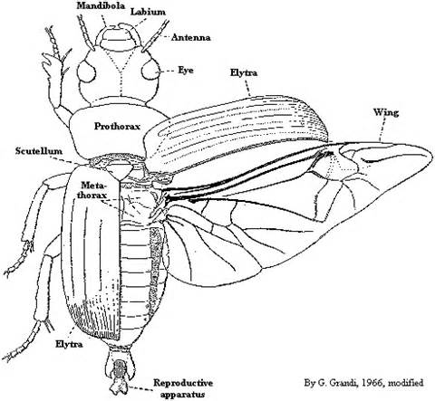 coleoptera beetles beetle anatomy carrion biological attributes evolutionary